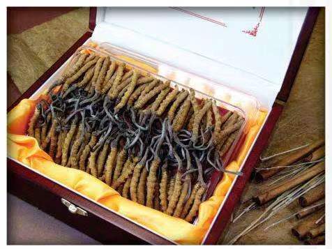 普宁冬虫夏草回收